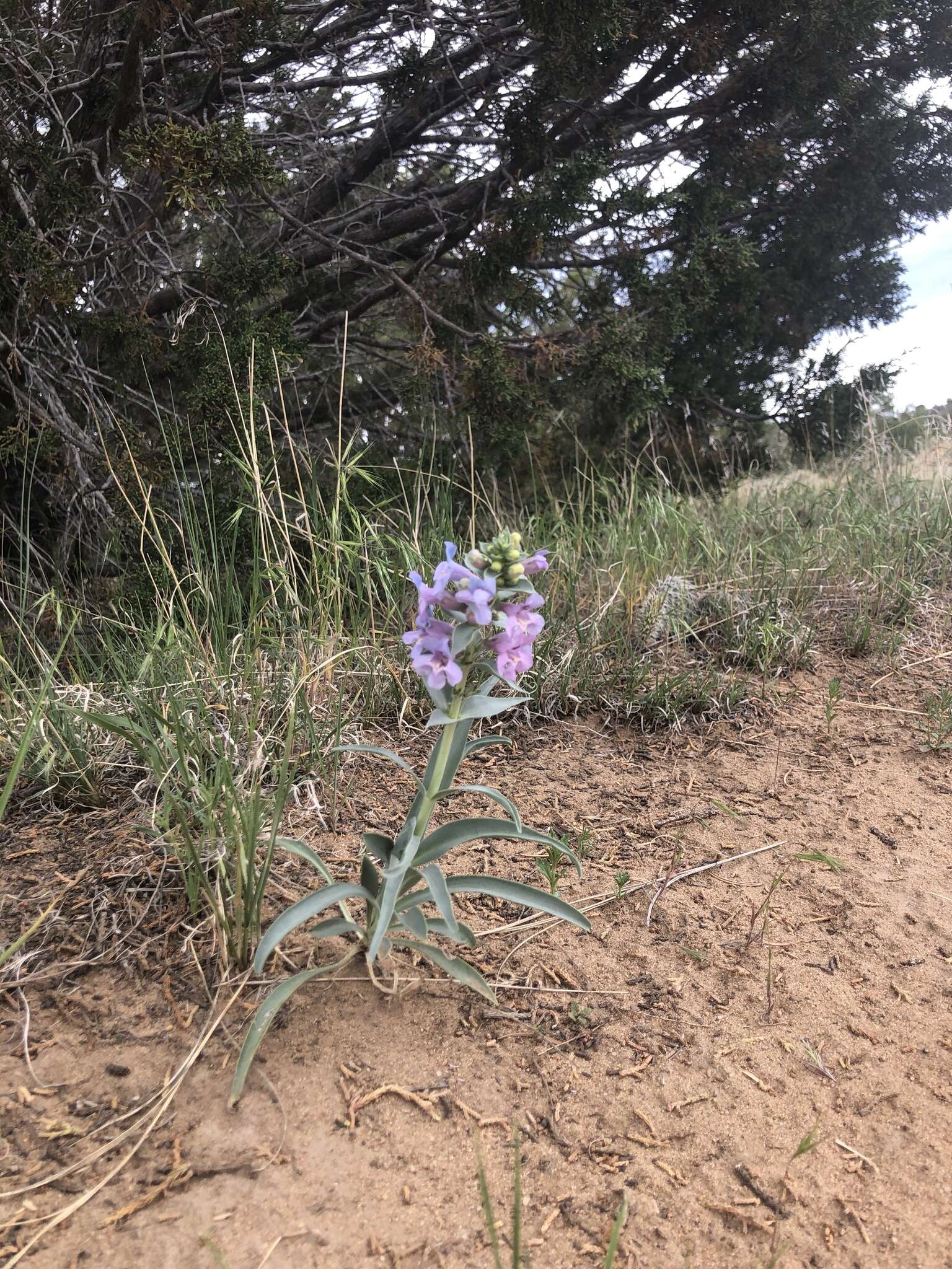 Imagem de Penstemon angustifolius var. venosus (Keck) N. Holmgren