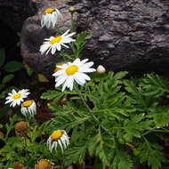 Image of Argyranthemum webbii Sch. Bip.