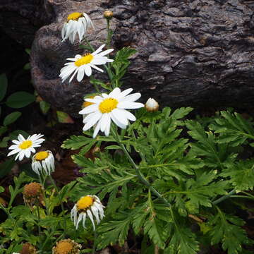 Argyranthemum webbii Sch. Bip.的圖片