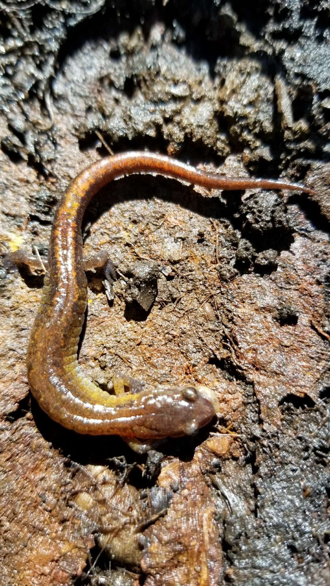 Image of Webster's Salamander