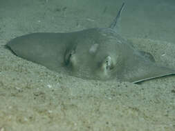 Image of Diamond Stingray