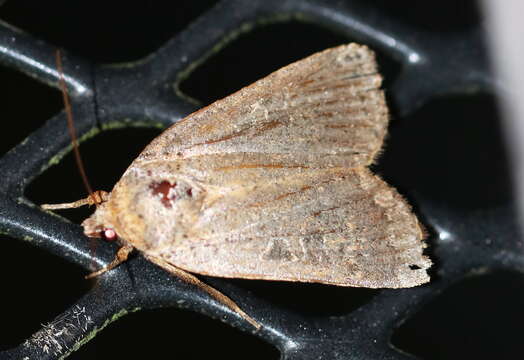 صورة Abagrotis alternata Grote 1864