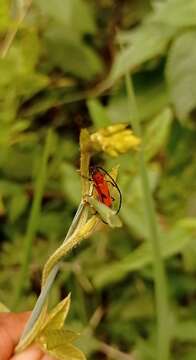 Image of Tylosis hilaris Linsley 1957