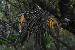 Imagem de Dendrobium aqueum Lindl.