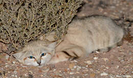 Image de Chat des sables