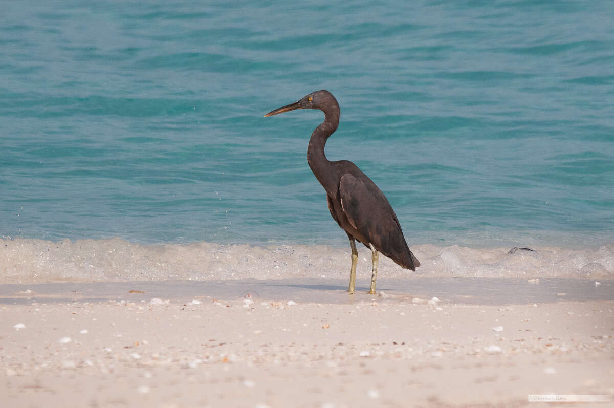 Egretta sacra albolineata (Gray & GR 1859)的圖片