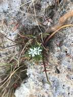 Image of Baker's navarretia