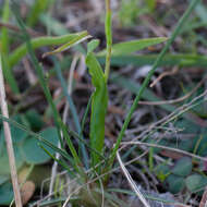 Image of Hesperantha spicata (Burm. fil.) N. E. Br.