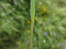 Plancia ëd Festuca pulchella Schrad.