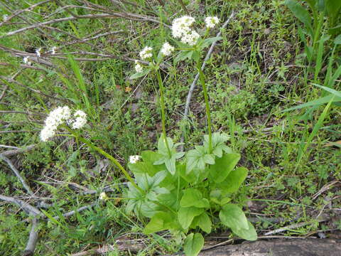 Image of western valerian