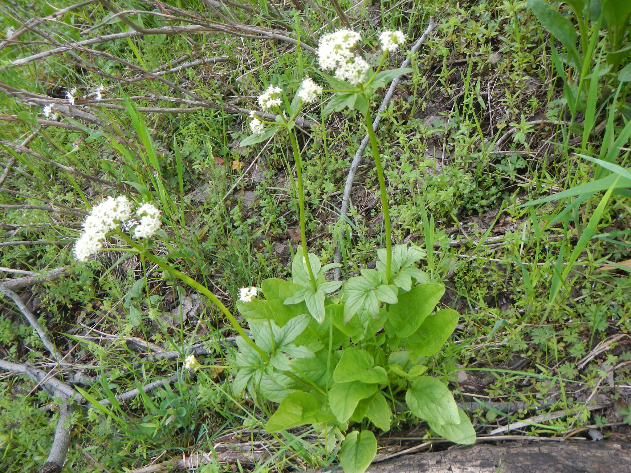 Sivun Valeriana occidentalis A. A. Heller kuva