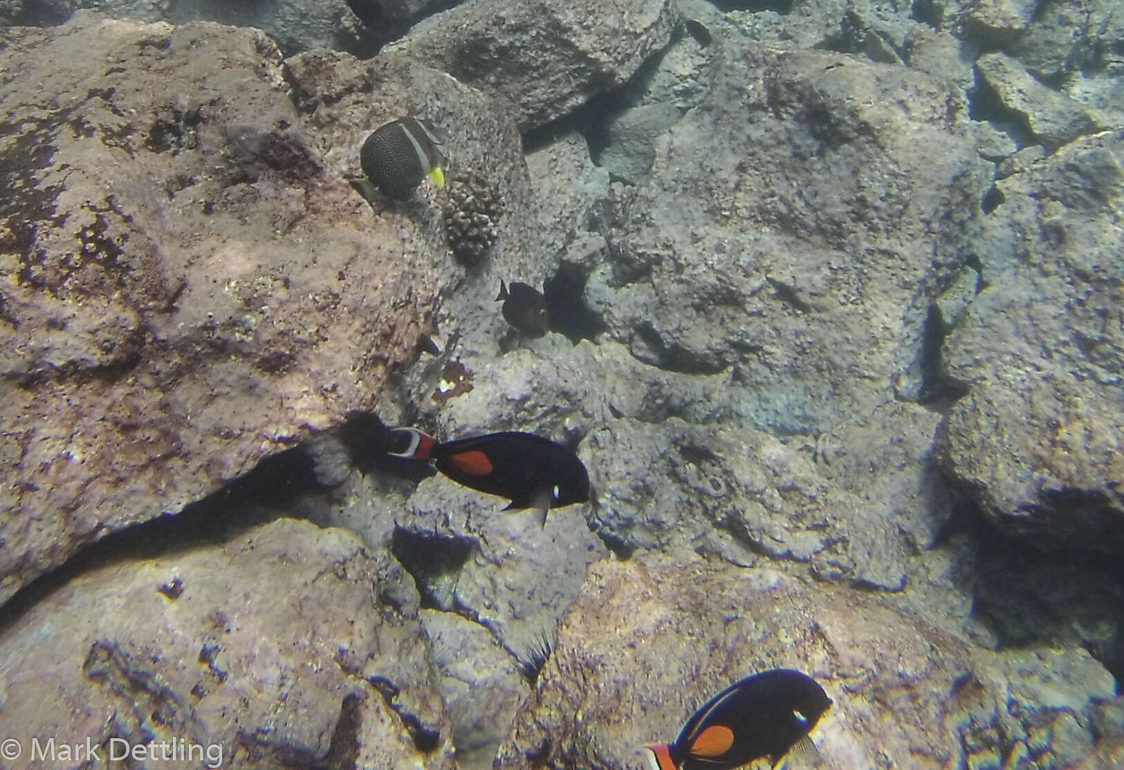 Image de Chirurgien à Tache Rouge