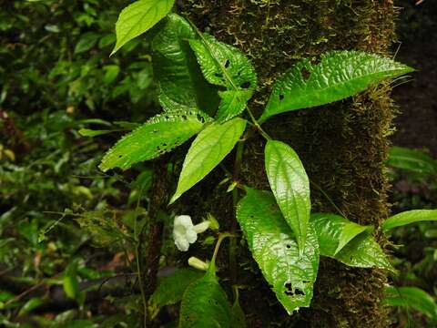 Image of Nautilocalyx mimuloides (Benth.) C. V. Morton