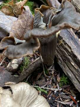 Image of Craterellus caeruleofuscus A. H. Sm. 1968