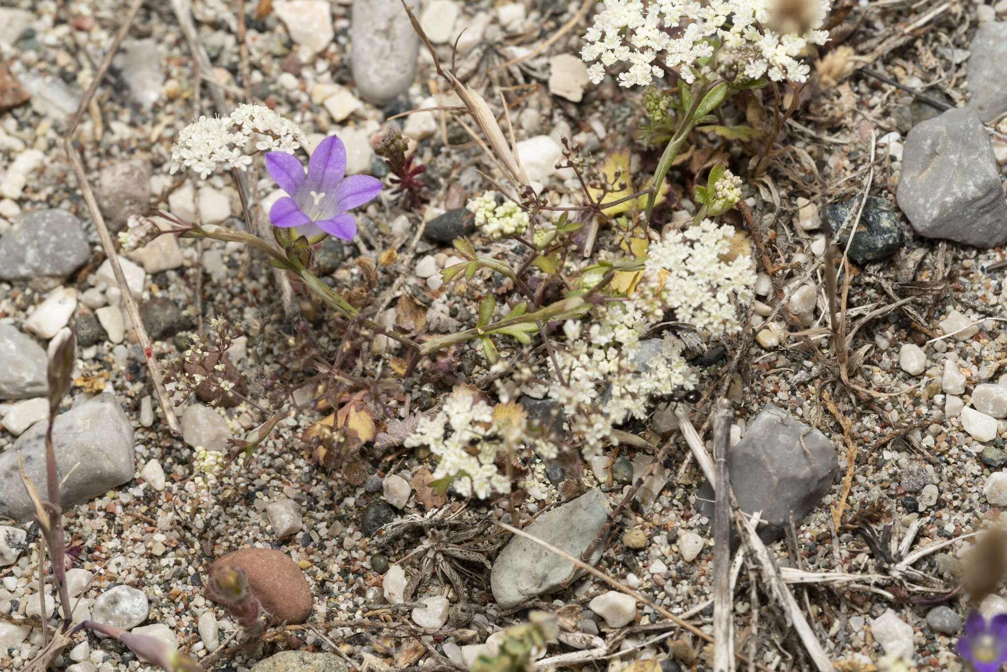 Image of Pimpinella cretica Poir.