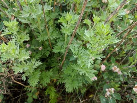 Image of absinthium