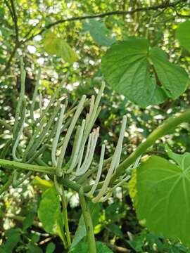 Слика од Piper umbellatum L.