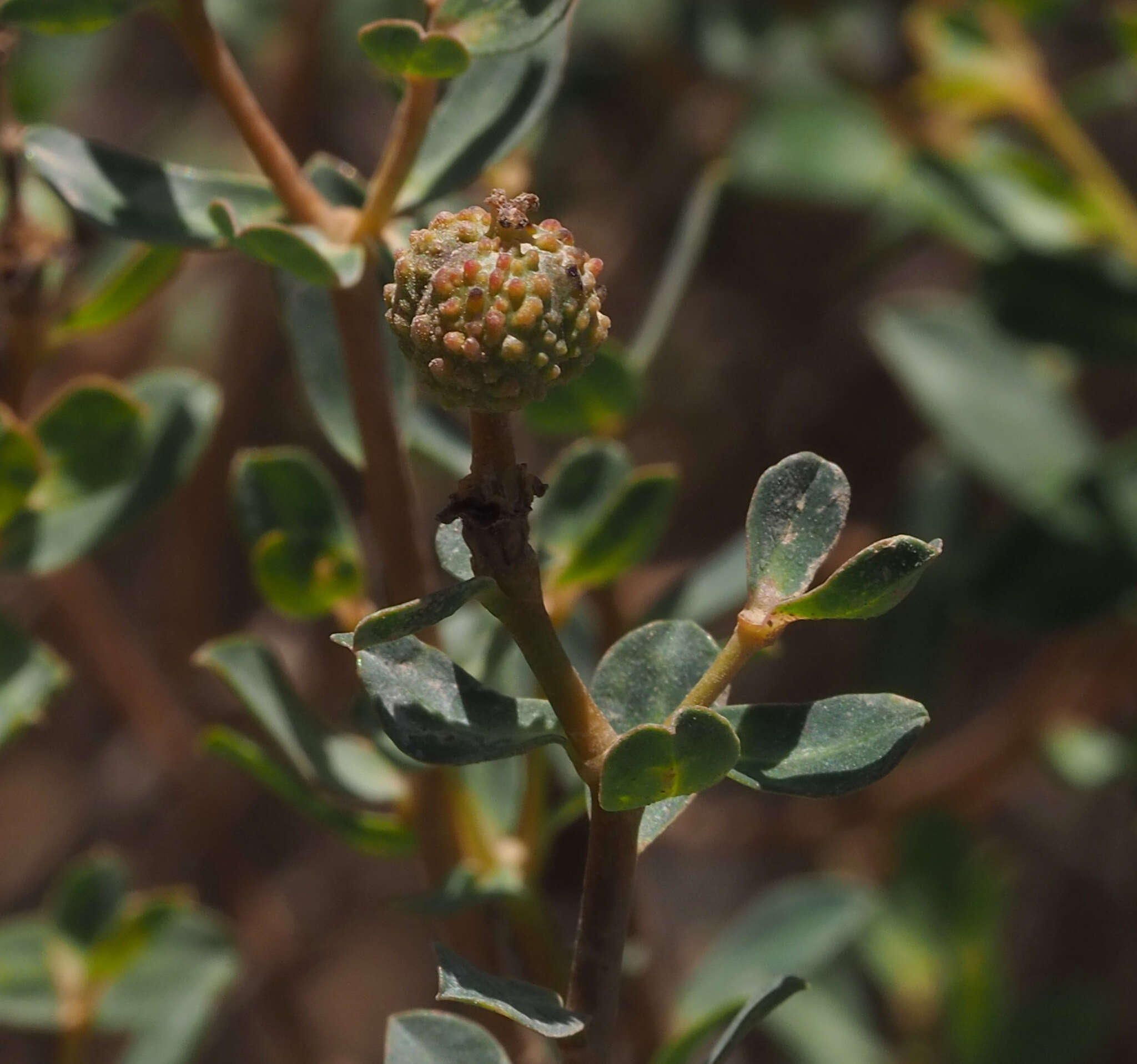 Image of Euphorbia hierosolymitana var. ramanensis (Baum) Zohary