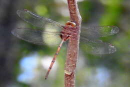 Image of Dingy Dusk-darter