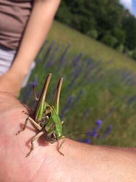 Imagem de Decticus verrucivorus (Linnaeus 1758)