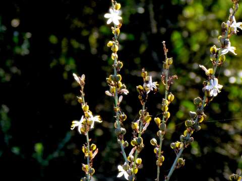 Image of bracketplant