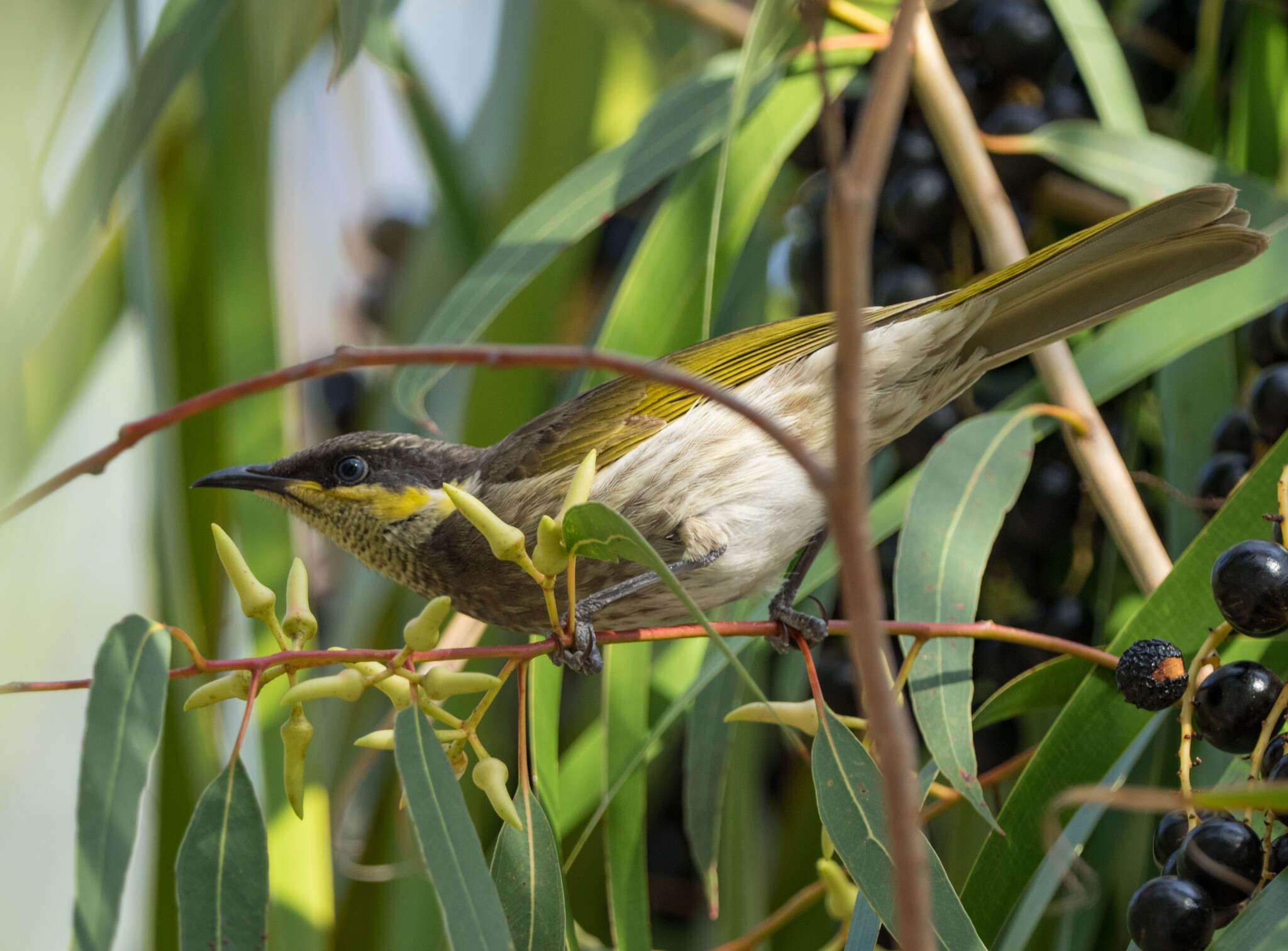 Image of Mangrove Honeyeater