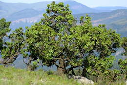 Image of Transvaal mountain sugarbush