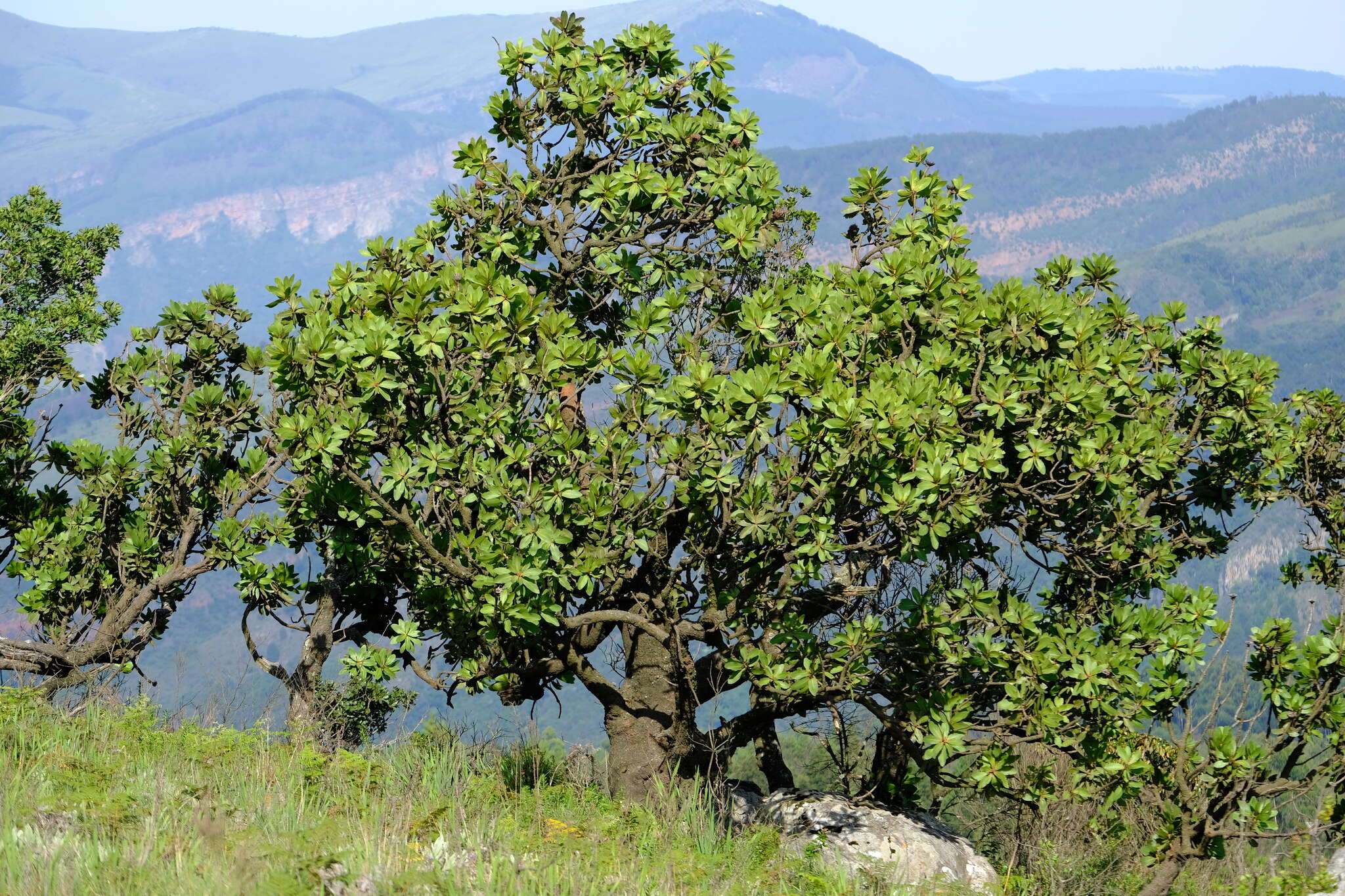 Image of Transvaal mountain sugarbush