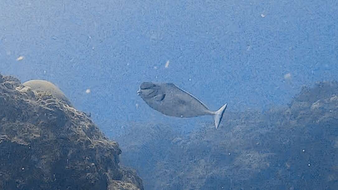 Image of Bulbnose Unicornfish