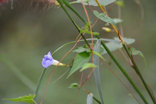 Image of Ipomoea aristolochiifolia (Kunth) G. Don