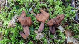 Imagem de Gyromitra ambigua (P. Karst.) Harmaja 1969