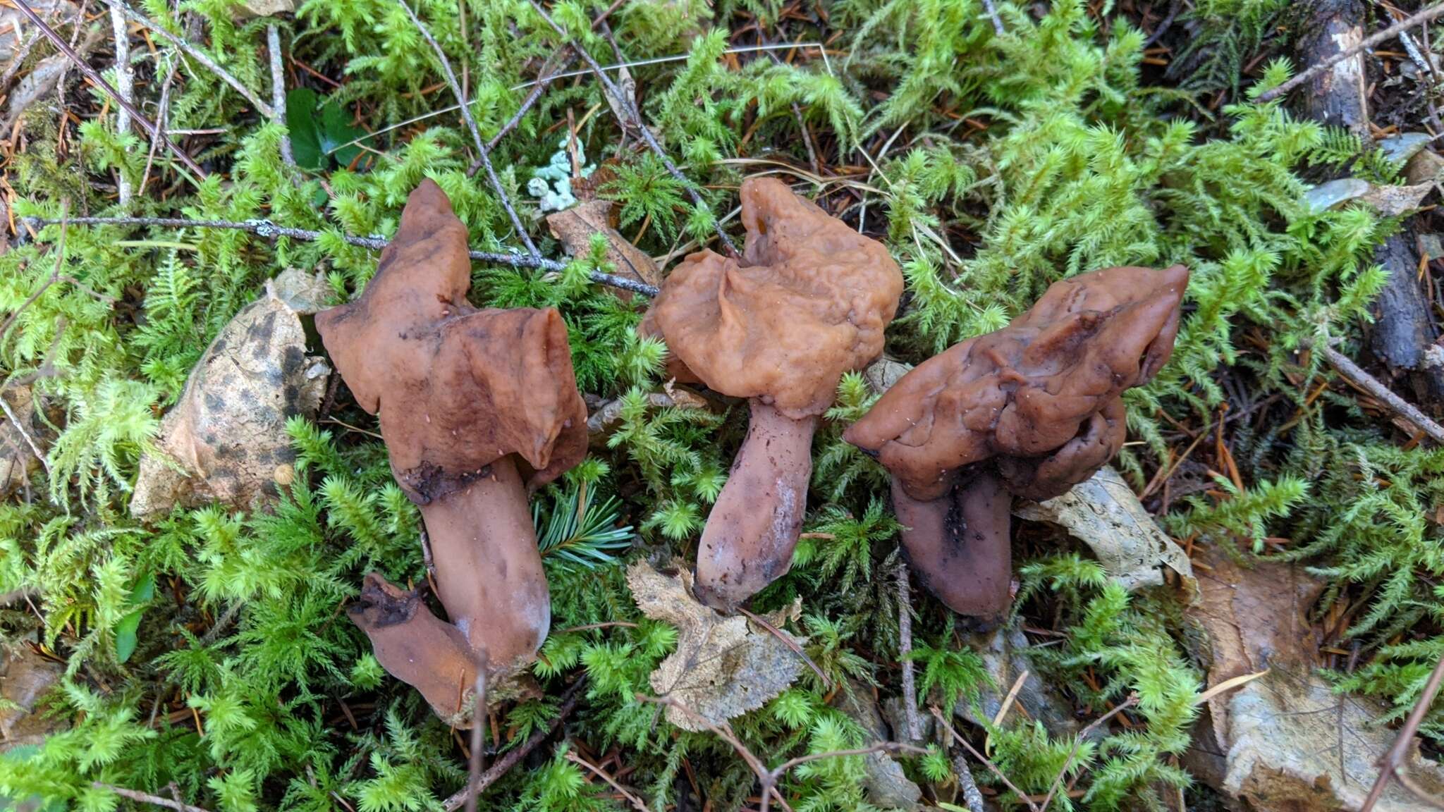 Imagem de Gyromitra ambigua (P. Karst.) Harmaja 1969