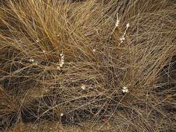 Imagem de Ornithogalum graminifolium Thunb.