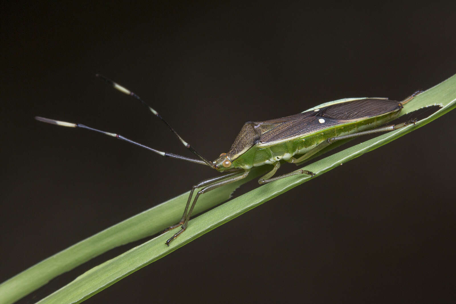 Image of Homoeocerus (Tliponius) punctum Dallas 1852