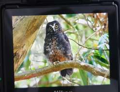 Image of Morepork