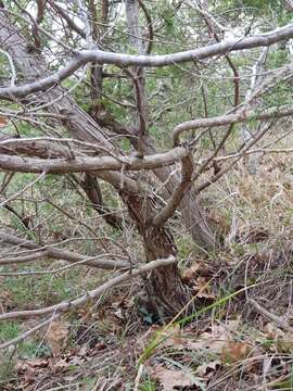 Image de Juniperus foetidissima Willd.