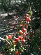 Image of Christmas Cactus