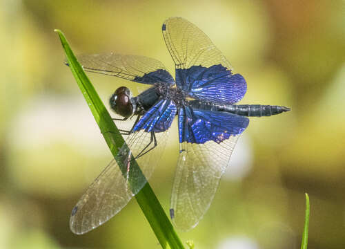 Слика од Rhyothemis triangularis Kirby 1889