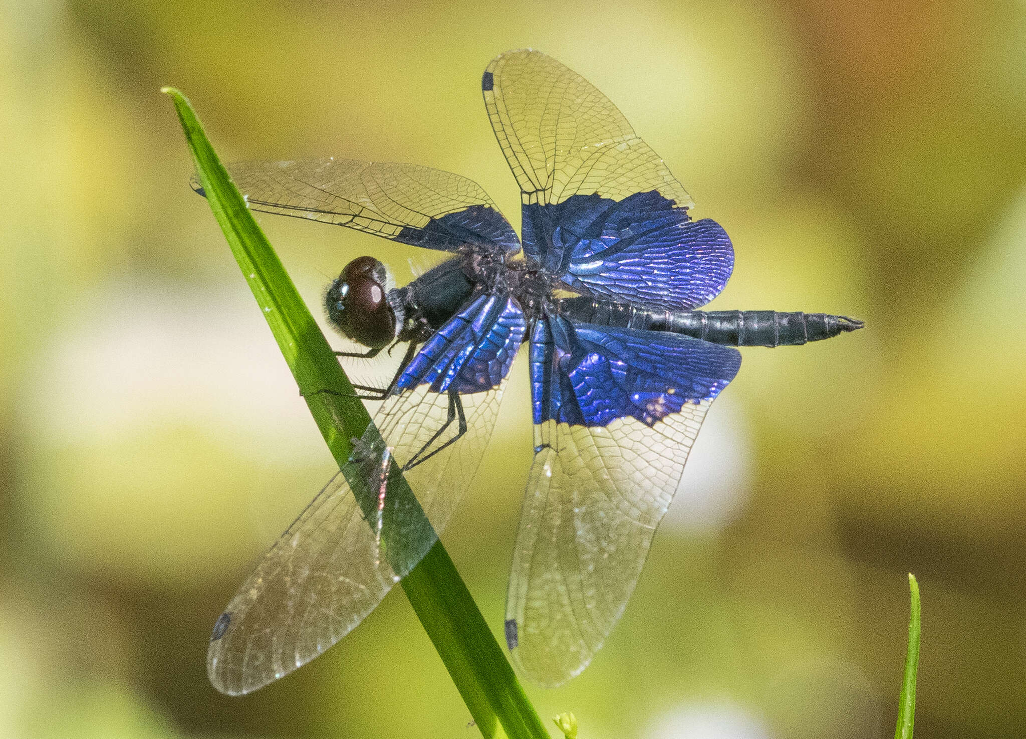 Image of Rhyothemis triangularis Kirby 1889