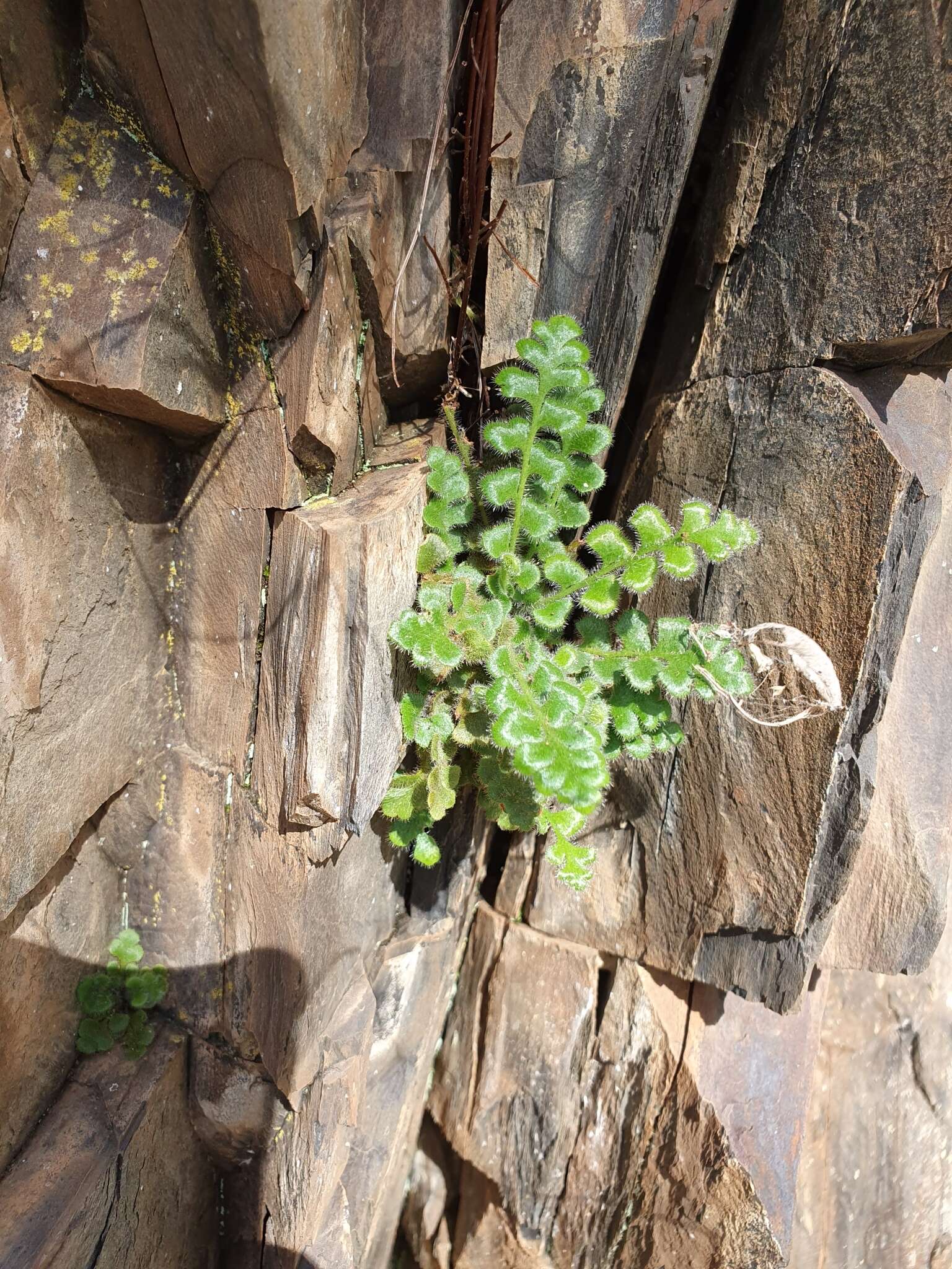 Image of Asplenium subglandulosum (Hook. & Grev.) Salvo, Prada & T. E. Diaz