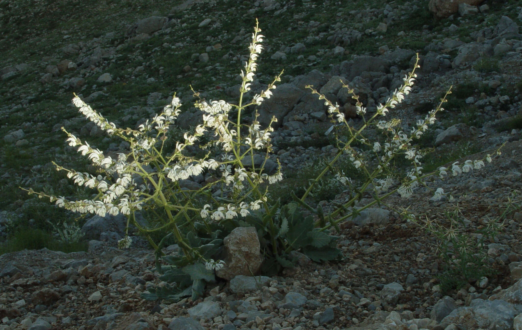 Imagem de Salvia microstegia Boiss. & Balansa