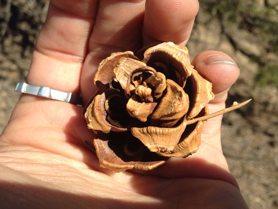 Image of singleleaf pinyon