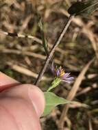 Image of wavyleaf aster