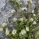 Image of Tatra Scurvy-grass