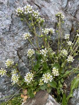 Image of Tatra Scurvy-grass