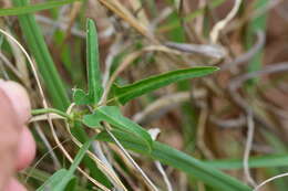 Image of blackeyed pea