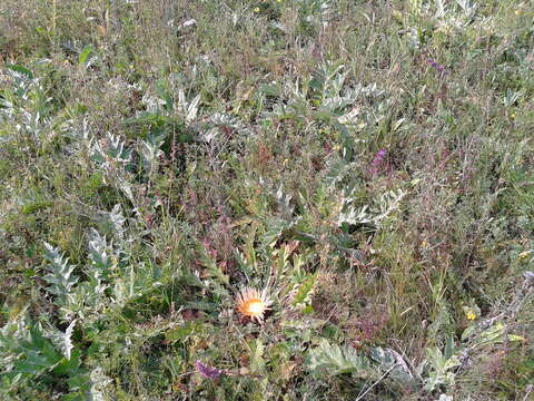 Imagem de Carlina acanthifolia subsp. utzka (Hacq.) H. Meusel & A. Kästner