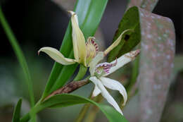 Imagem de Prosthechea baculus (Rchb. fil.) W. E. Higgins