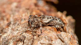 Image of Pogonocherus decoratus Fairmaire 1855