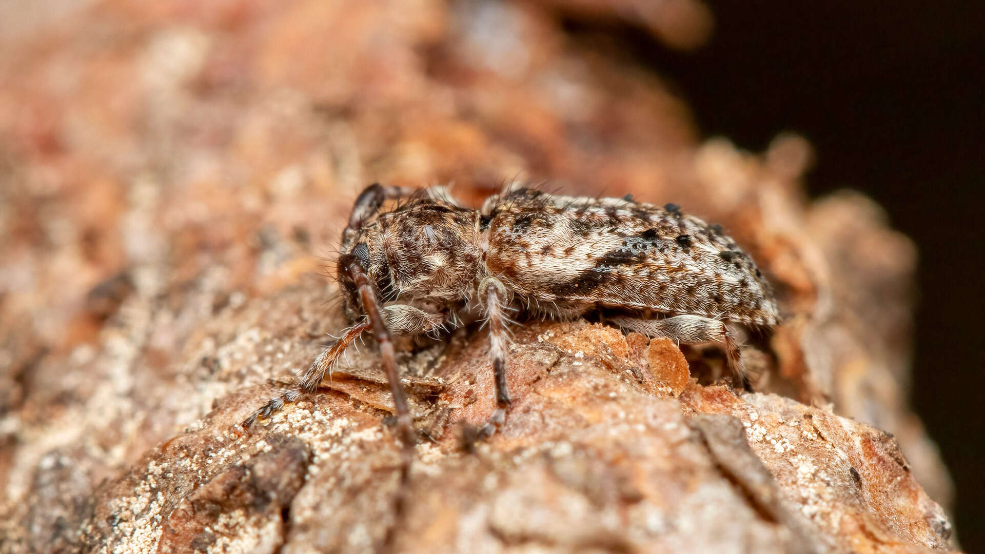 Image of Pogonocherus decoratus Fairmaire 1855